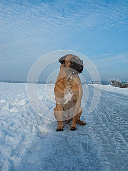 The air temperature more than twenty-five degrees below zero. Closeup portrait of dog of rare breed South African Boerboel.