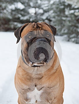 The air temperature more than twenty-five degrees below zero. Closeup portrait of dog of rare breed South African Boerboel.