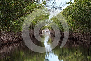 Airboat speeds through mangrove pathways in the swamp of the everglades