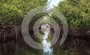 Airboat speeds through mangrove pathways in the swamp of the everglades