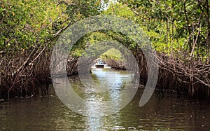 Airboat speeds through mangrove pathways in the swamp of the everglades