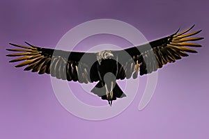 Airborne vulture with wings widespread against a purple sk