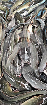 Airbreathing catfish ( Ikan lele )