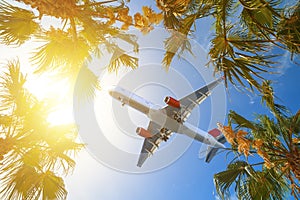 Aircraft approaching on final over tropical island. Palm tree crowns with green leaves on sunny sky background. Coco