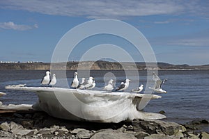 The aircraft-carrier with seagull crew