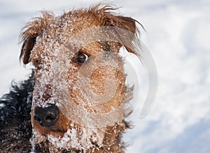 Airdale Terrier - Blizzard Snow Portrait