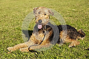 Airdale Terrier Dog Portrait at the Park