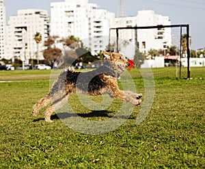 Airdale Terrier Dog Running at the Park