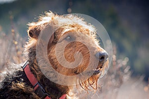 Airdale Terrier Portrait with Backlight