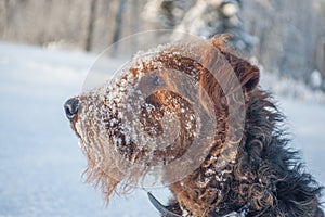 Airdale Terrier Profile in the Snow