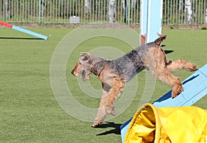 The Airdale Terrier at training on Dog agility
