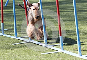 Airdale at training