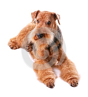 Airedale