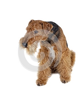 Airedale