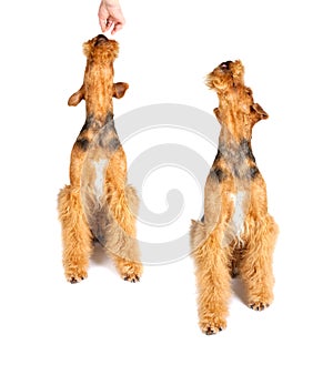 Airedale