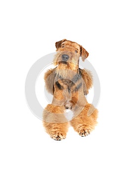 Airedale