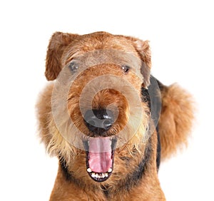 Airedale