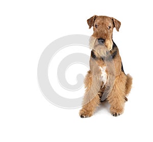 Airedale