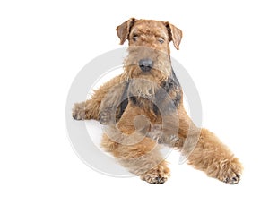 Airedale