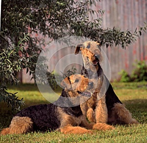 Airedale