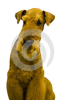 Airedale. Airedale Terrier dog. Portrait of purebred dog Irish T