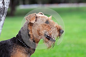 Airedale Close-up