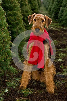 Airedale dog Christmas trees