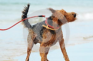 Airedale dog shaking water off from a swim in sea