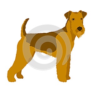 Airedale dog vector style Flat