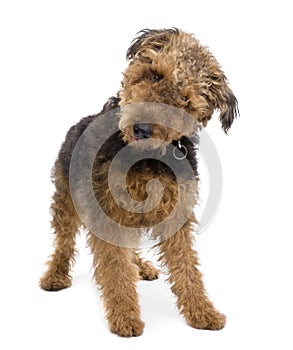 Airedale in front of a white background