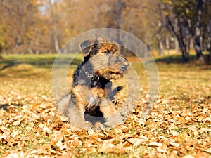 Airedale puppy Close-up