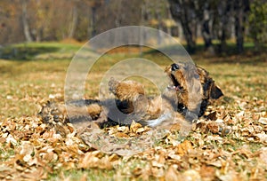 Airedale puppy Close-up