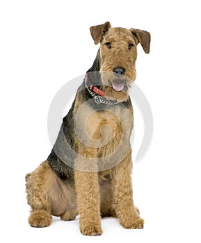 Airedale Terrier (1 year)