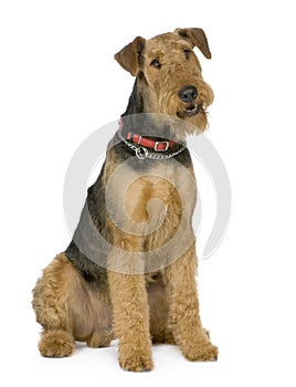 Airedale Terrier (1 year)