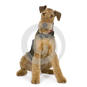 Airedale Terrier (1 year) photo