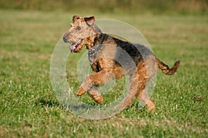 Airedale terrier