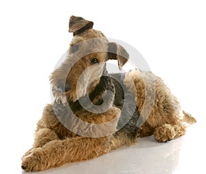 Airedale terrier