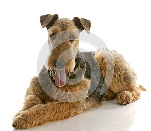 Airedale terrier