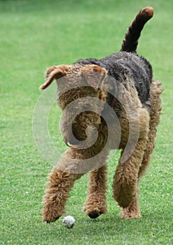 Airedale Terrier