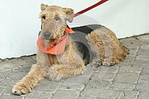 Airedale Terrier photo