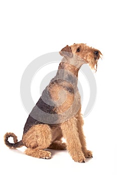 Airedale Terrier photo