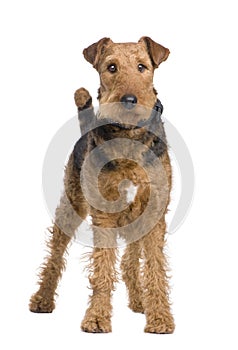 Airedale Terrier (2 years) photo