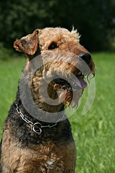 Airedale Terrier