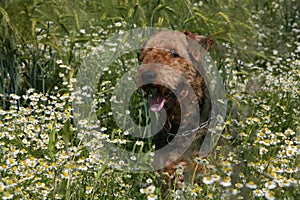 Airedale Terrier