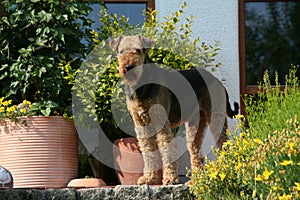 Airedale Terrier