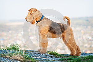 Airedale terrier