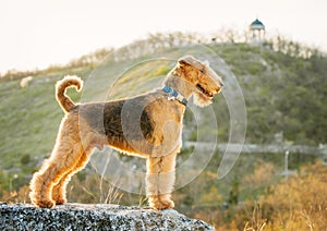 Airedale terrier