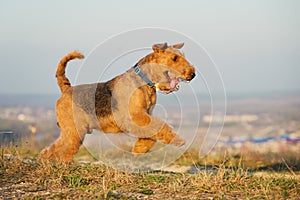 Airedale terrier