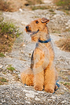 Airedale terrier