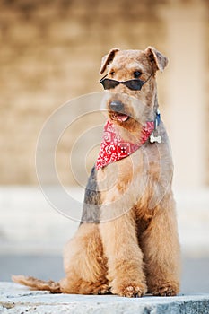 Airedale terrier